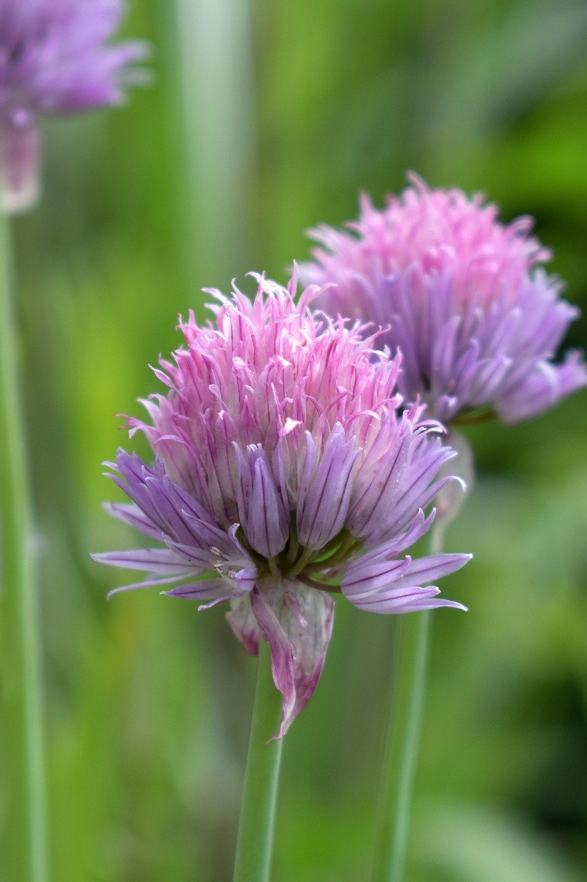 social-feed-img-04 chives, blossom, bloom, herbs, chive flower, culinary herbs, pink, violet